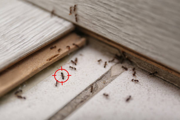Spider Control Near Me in Troy, MI