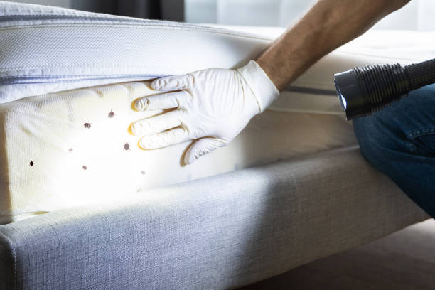 Best Wasp Removal Services  in Troy, MI